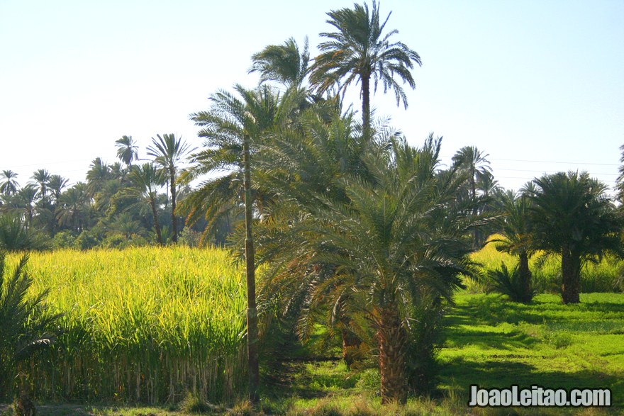 Paisagem de palmeiras do comboio Cairo Luxor Aswan