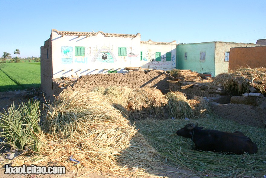 Casa com vaca na aldeia de Deir el-Medina em Luxor