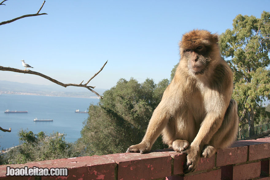 Macaco selvagem no topo do Rochedo, Visitar Gibraltar