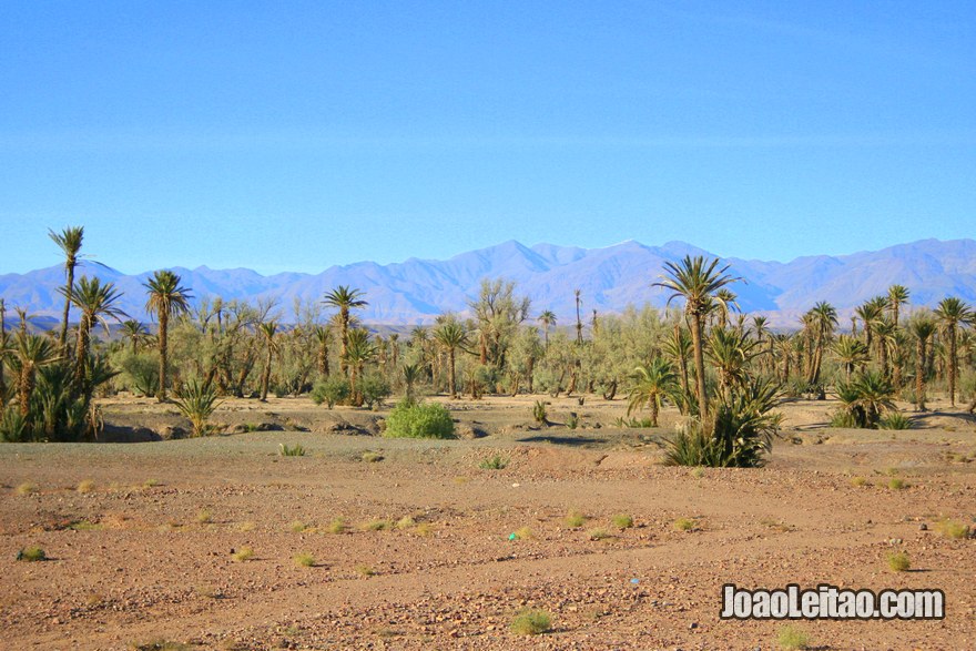 Palmeiral Skoura na região de Ouarzazate