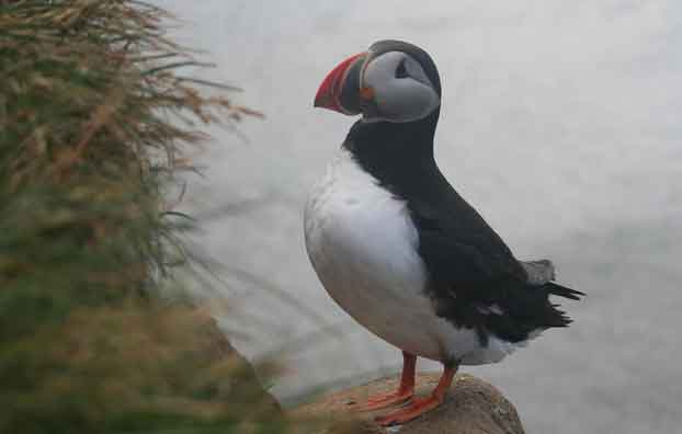 Puffins Látrabjarg, Islândia