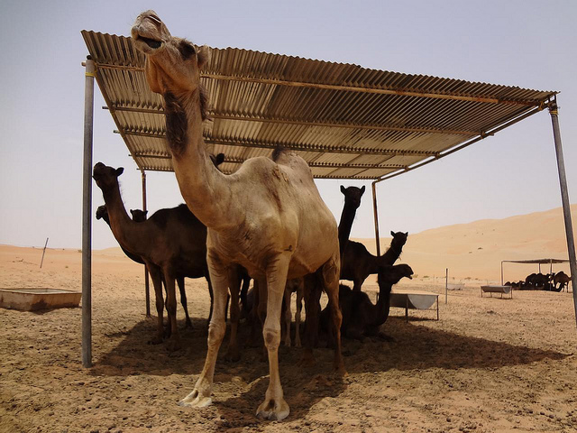 Quinta de Camelos no deserto do Oásis de Liwa, Abu Dhabi Emirados Árabes Unidos 24