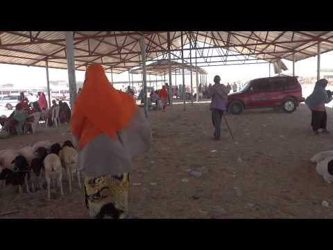 Vídeos do mercado de animais em Hargeisa, Somalilândia 1