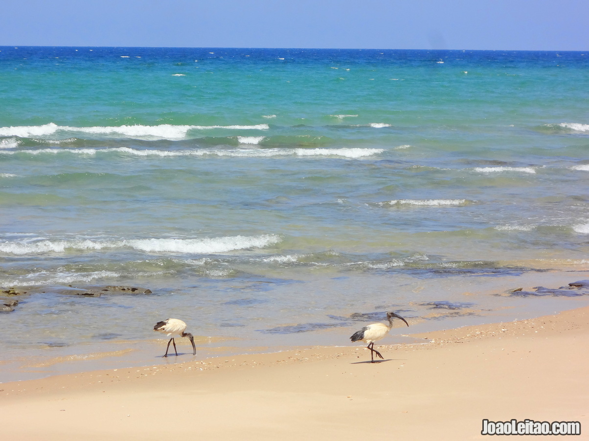 PRAIA BAATHELA, BERBERA