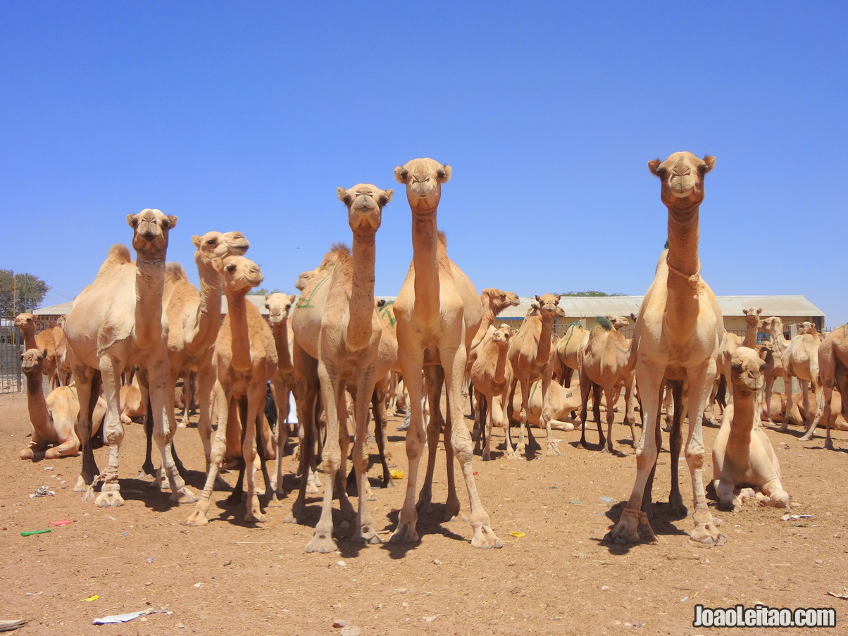 Visitar Hargeisa Somalilândia