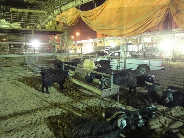 Mercado de Animais em Sharjah, Emirados Árabes Unidos 69