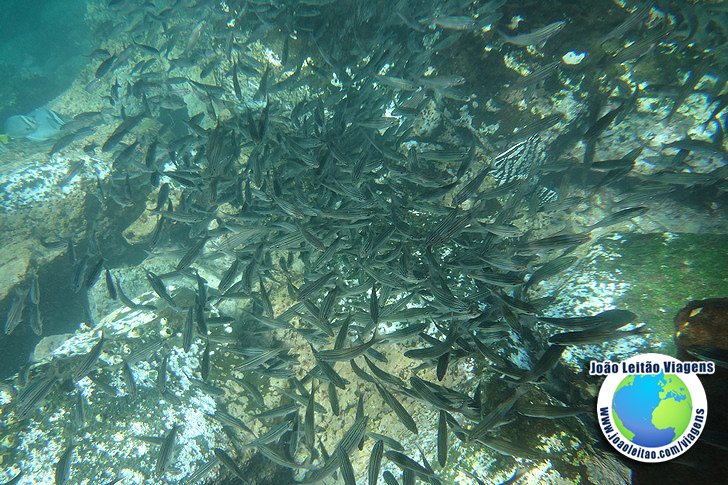 Snorkeling Ilha Bartolome Galapagos