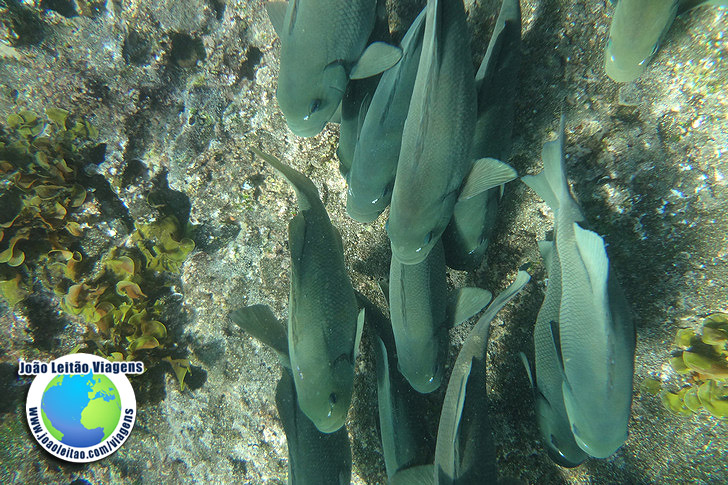 Snorkeling Ilha Bartolome Galapagos