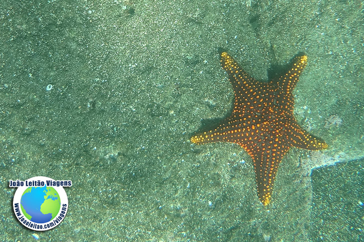 Snorkeling Ilha Bartolome Galapagos