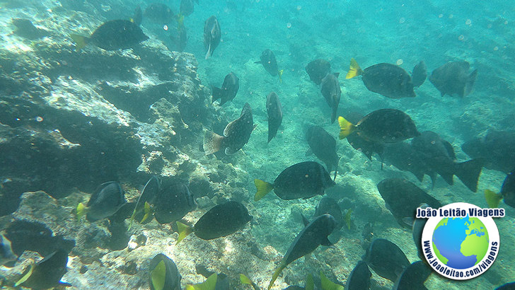 Snorkeling Ilha Bartolome Galapagos