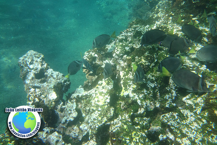 Snorkeling Ilha Bartolome Galapagos