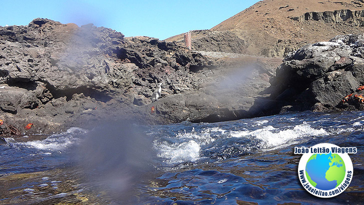 Snorkeling Ilha Bartolome Galapagos