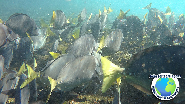 Snorkeling Ilha Bartolome Galapagos