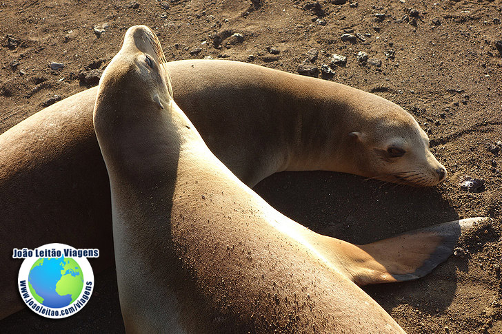 Viagem Ilha de Bartolome Galapagos