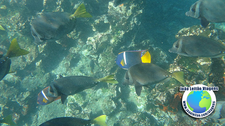 Snorkeling Ilha Bartolome Galapagos