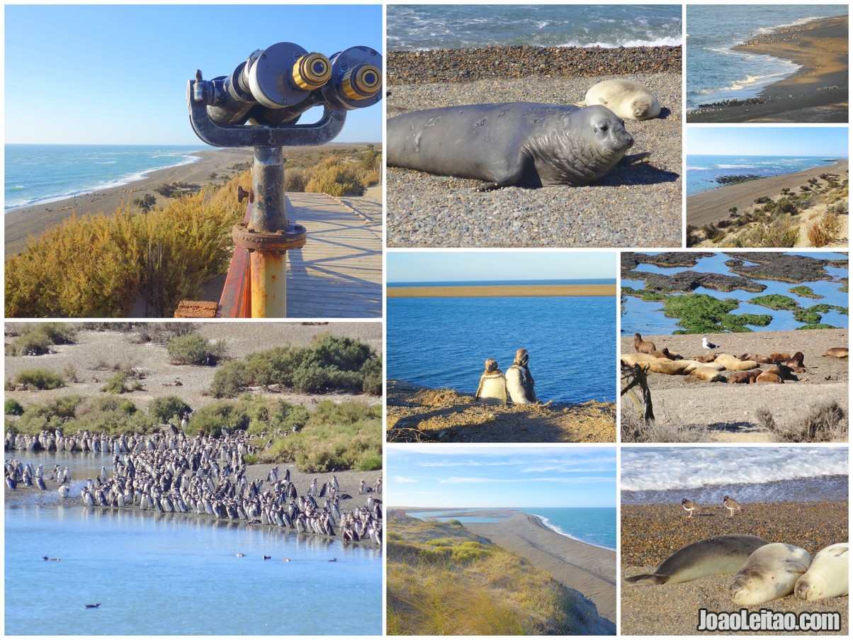 PENÍNSULA VALDÉS, ARGENTINA