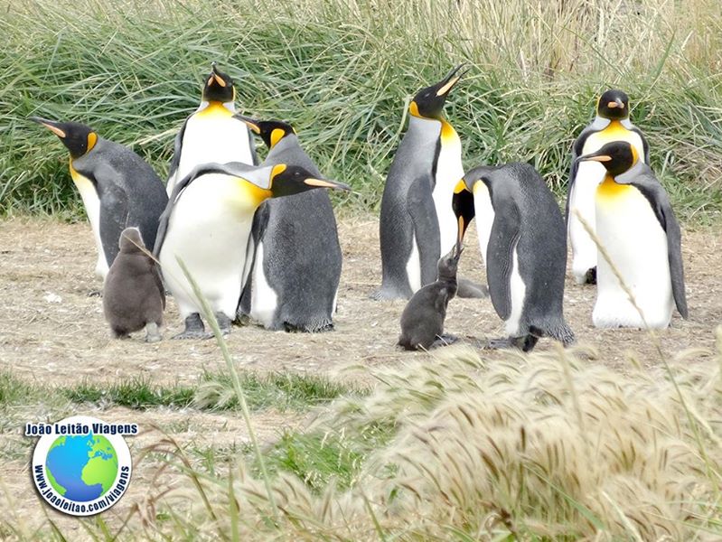 Pinguins Rei na Bahía Inutil, Terra do Fogo Chile