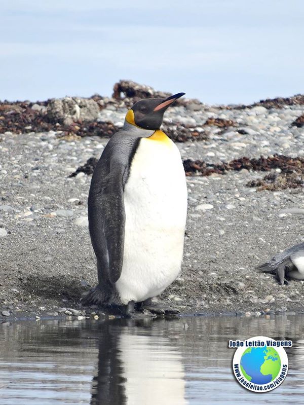 Pinguins Rei na Bahía Inutil, Terra do Fogo Chile