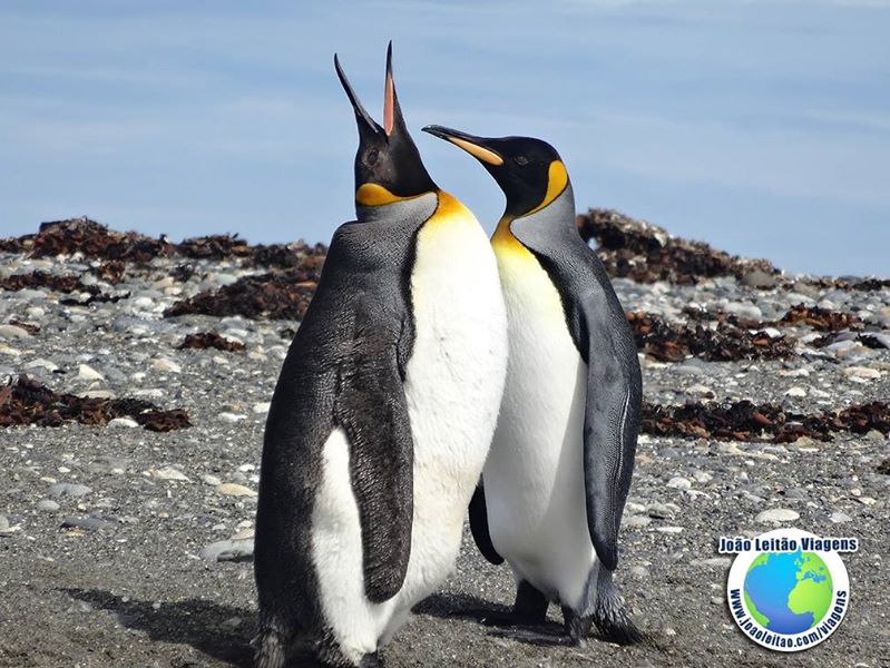Pinguins Rei na Bahía Inutil, Terra do Fogo Chile