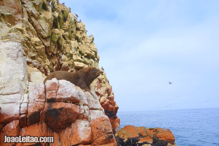 Ballestas Islands Peru