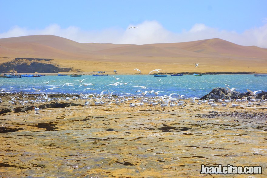 Paracas, Peru