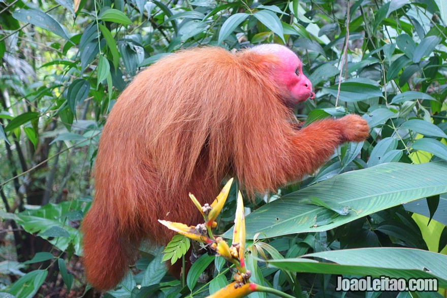 Macaco aranha de cara vermelha em Padre Cocha Peru