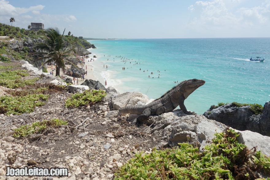 Lagarto na Praia de Tulum, Visitar o México