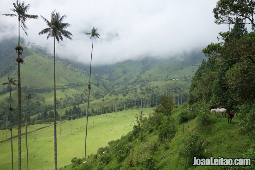 Vale de Cocora, Visitar a Colombia