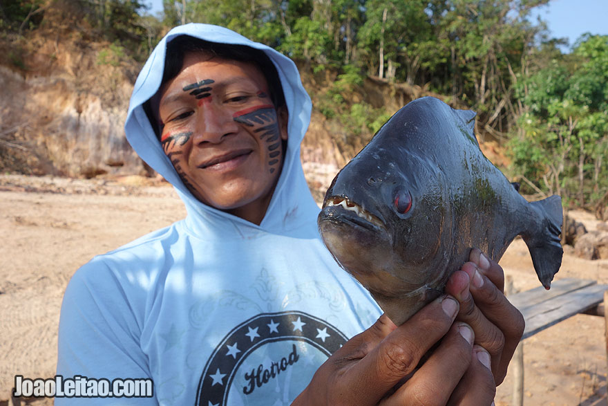 Piranha bem perigosa