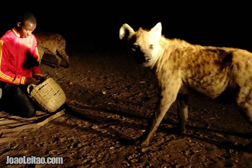 Ritual de alimentar as hienas na Etiópia
