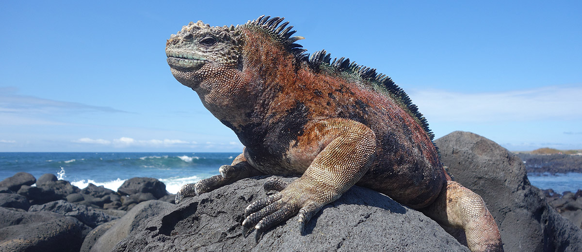 Cruzeiro Ultima Hora Galapagos