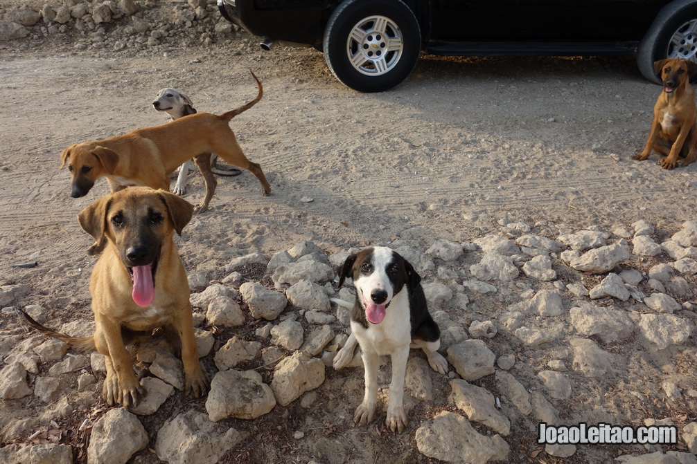 Cachorros bareinitas 