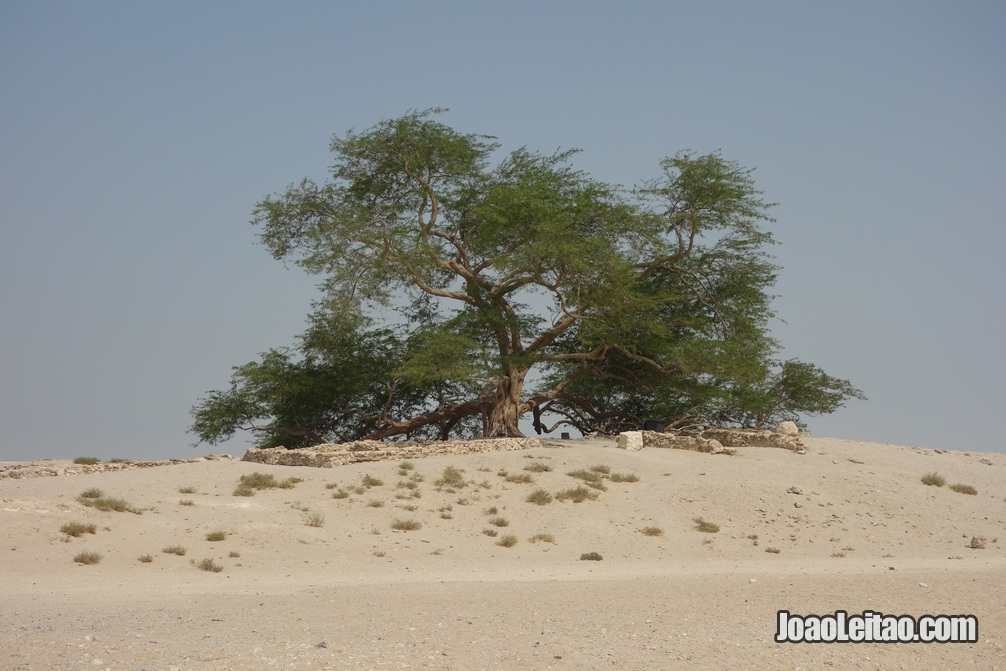 A famosa Árvore de Vida no deserto de Barém