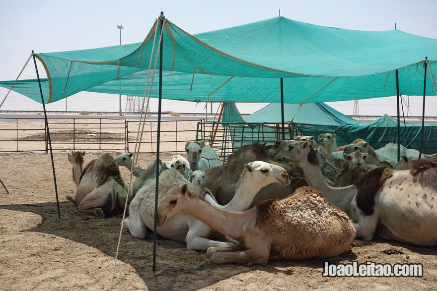 Quinta de criação de camelos na Autoestrada da Morte 