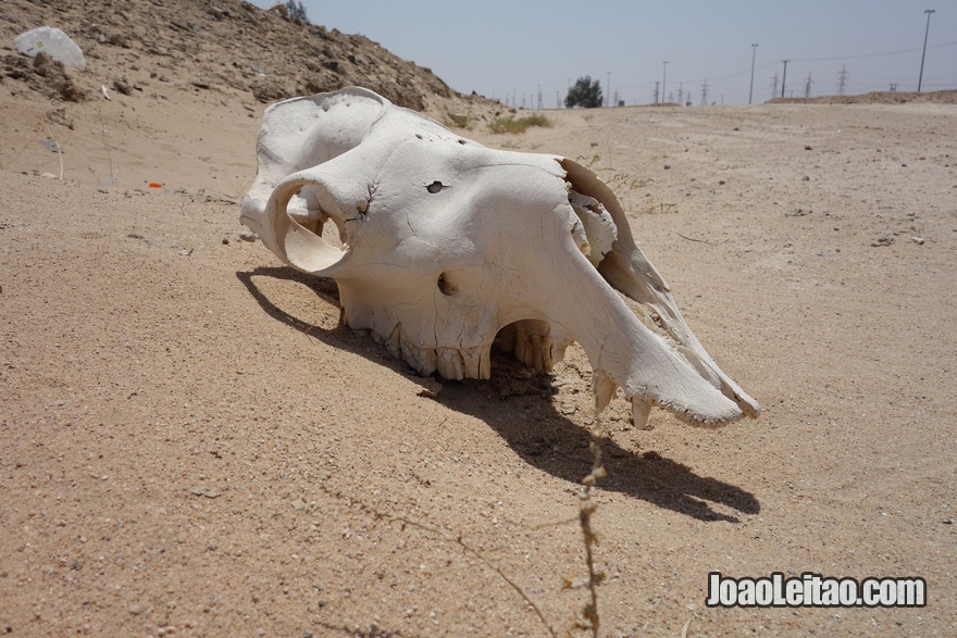 Crânio de dromedário na Autoestrada da Morte no Kuwait