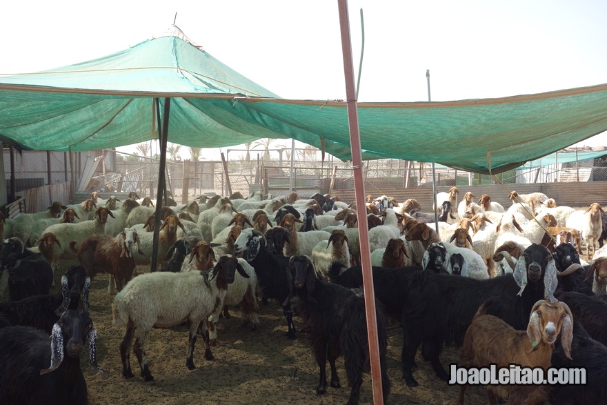 Quinta de criação de cabras no deserto do Kuwait