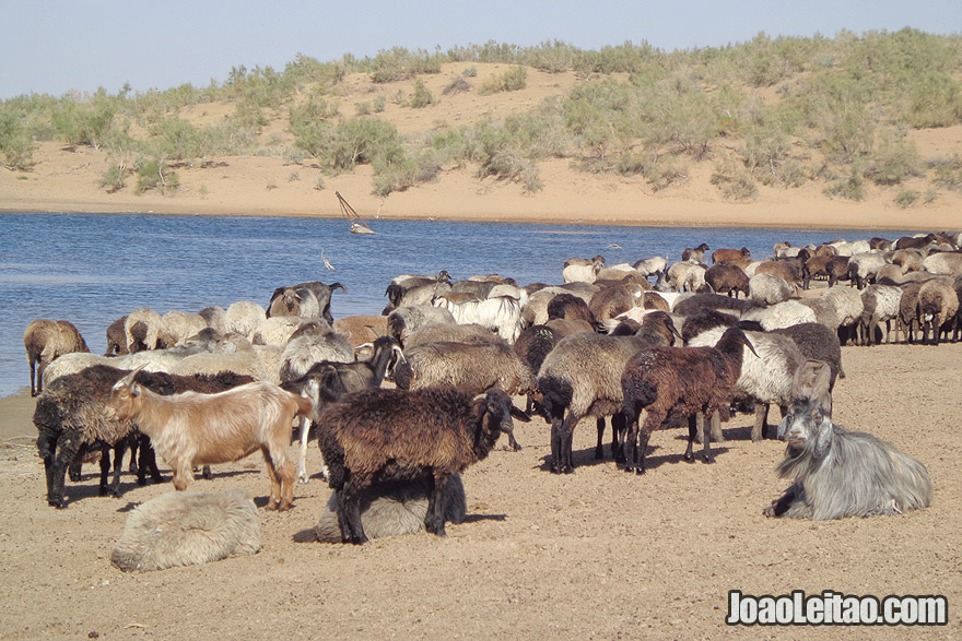 Cabras perto do Lago de Aydar no Uzbequistão