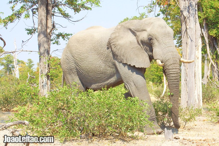 Delta de Okavango, Visitar o Botswana