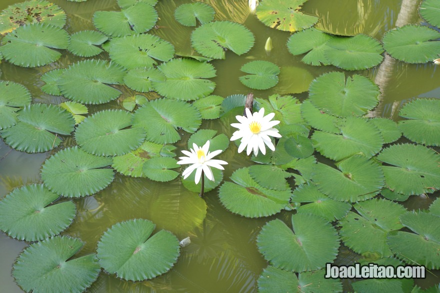 Apreciar flores bonitas como este nenúfar branco