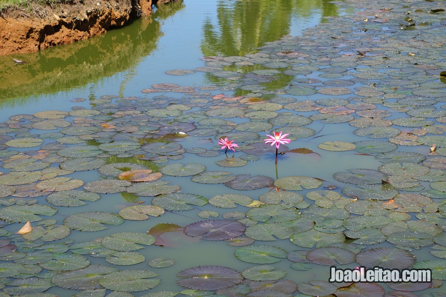 Apreciar flores bonitas como este nenúfar rosa