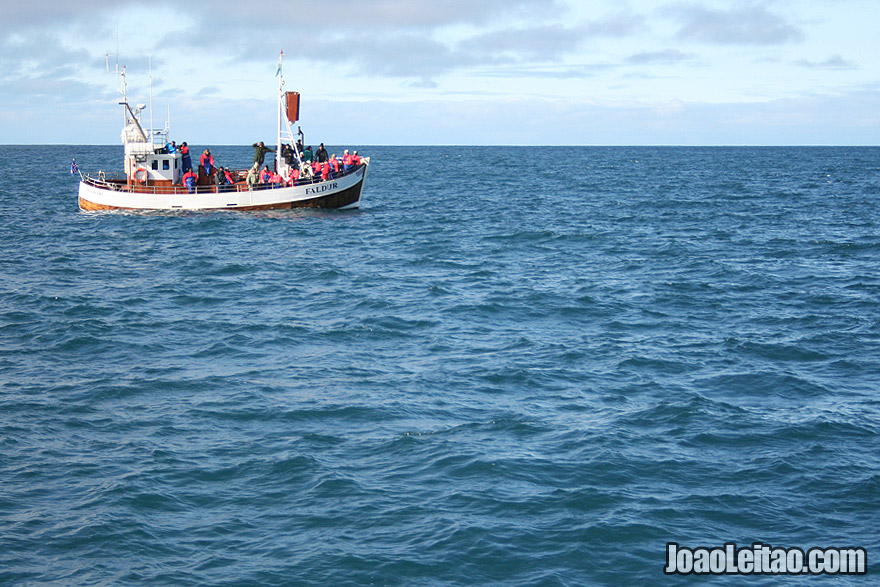 Observar baleias em Husavik na Islandia