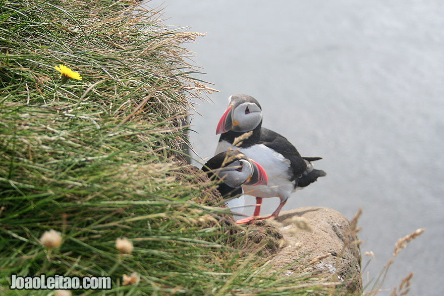 papagaios-do-mar em Latrabjarg