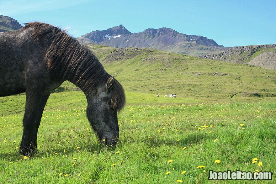 Islândia – cavalo no campo perto de Grundarfjörður