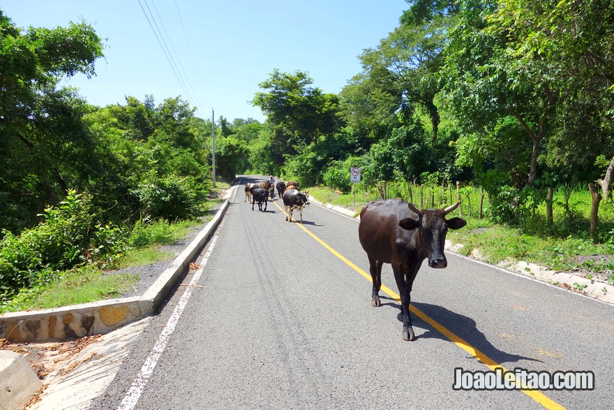 Vacas na estrada perto de Suchitoto 