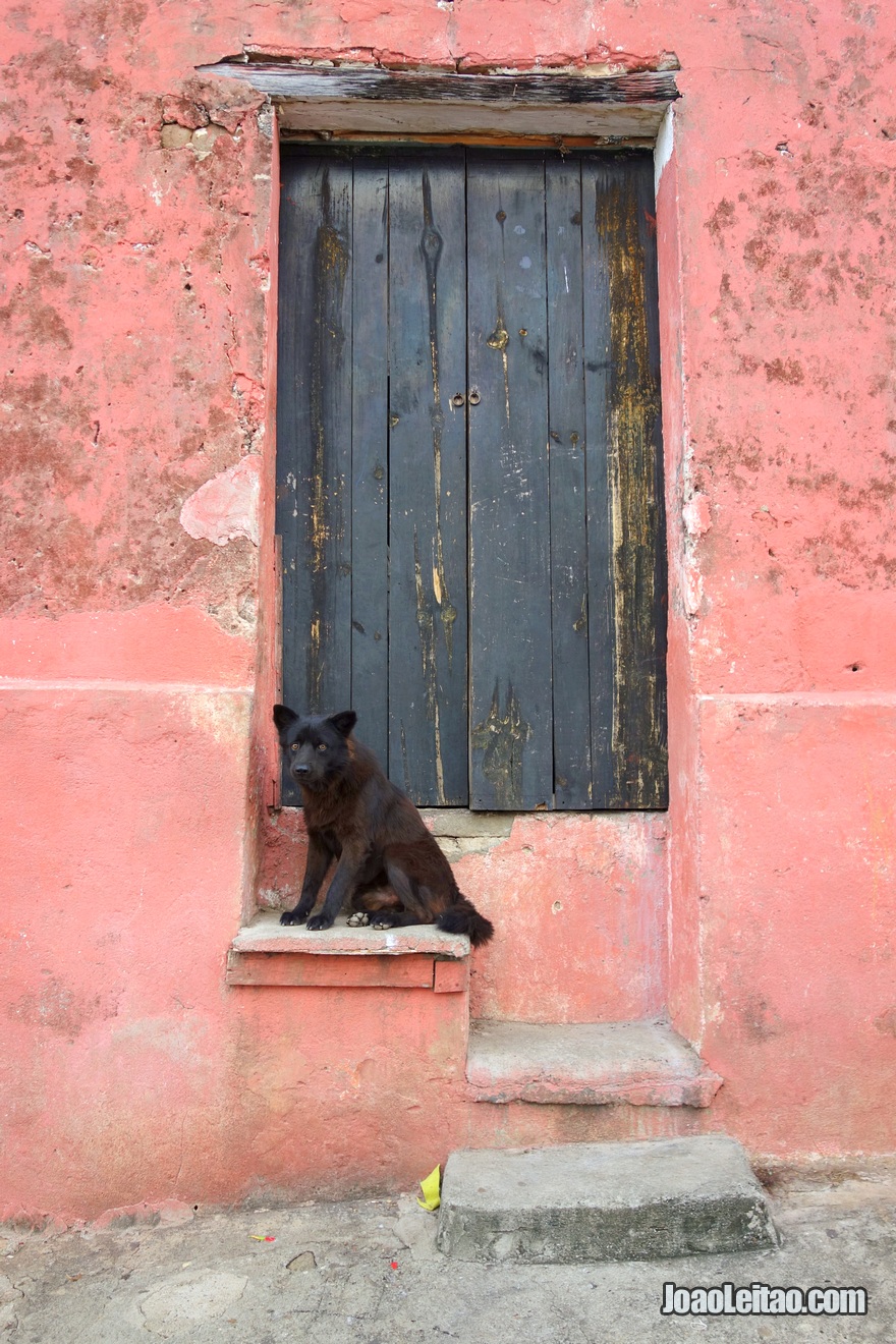 Cão junto a porta em Suchitoto 