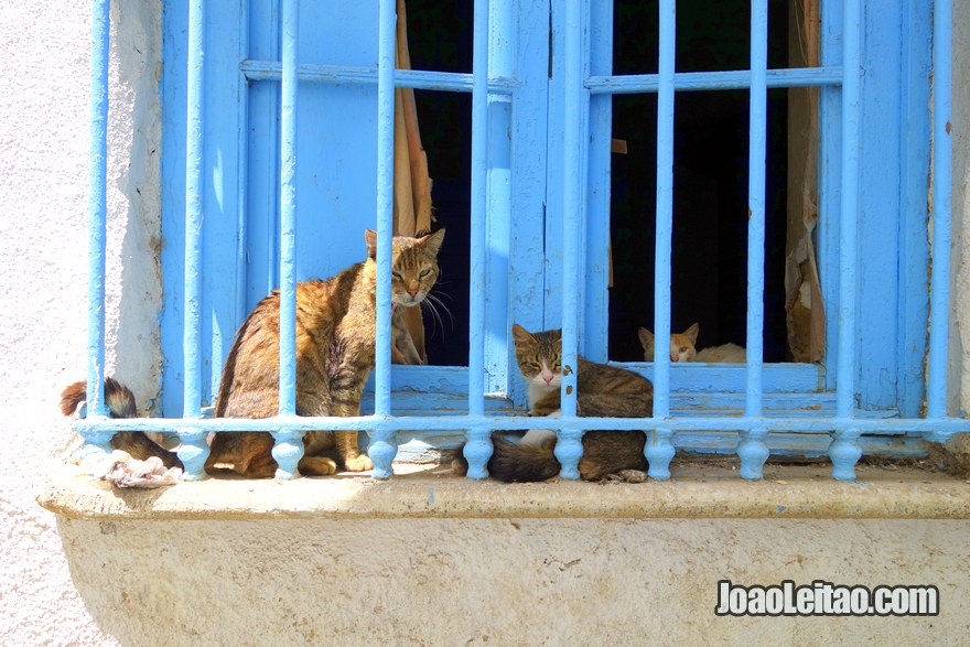 Gatos da Medina de Tunes