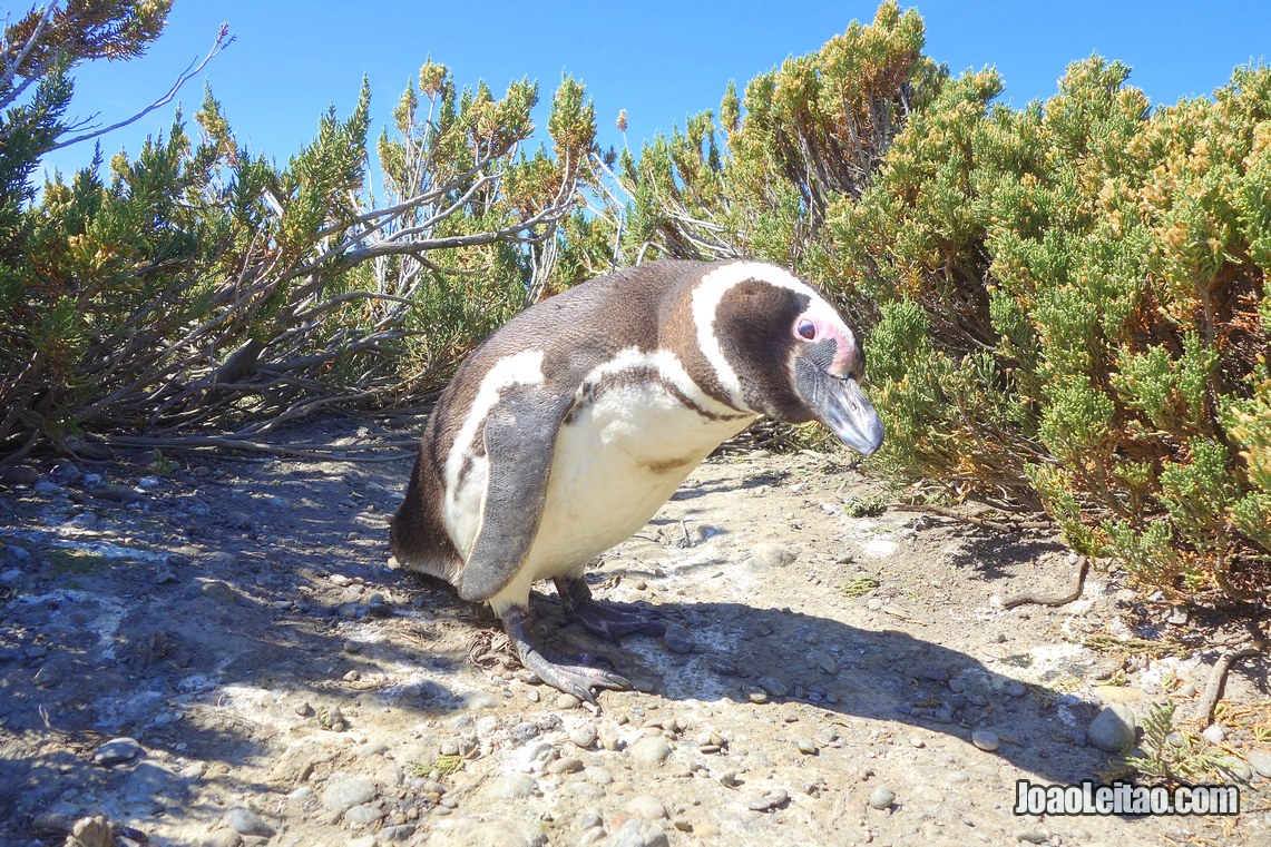 Pinguim na Reserva Natural Cabo Virgenes, Visitar a Argentina