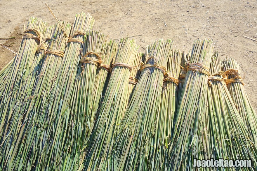 The wetlands harvested reeds