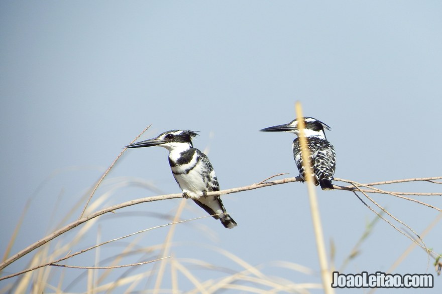 Birds in the marshes of Mesopotamia