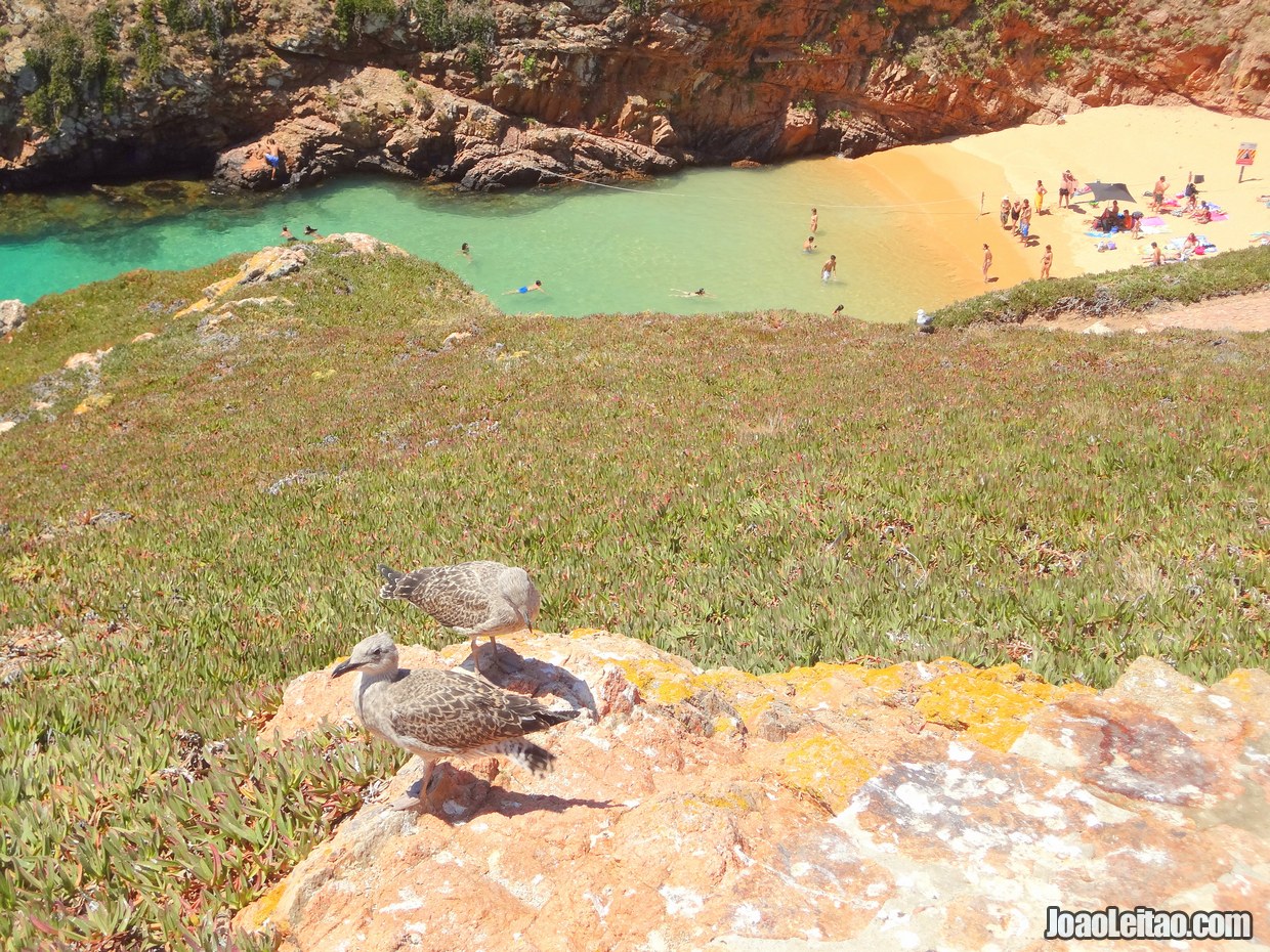 ROTEIRO BERLENGAS